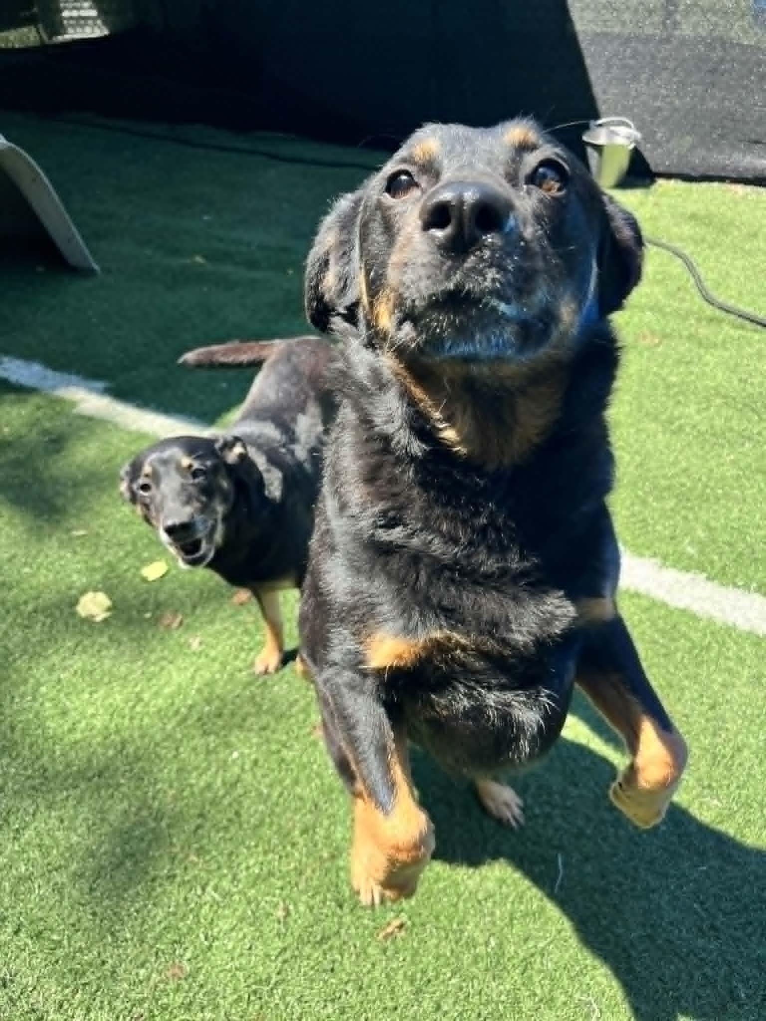 Buffy and Sookie - Bonded Sisters, a ADOPTABLE Mixed Breed in Groton, CT image 6/6