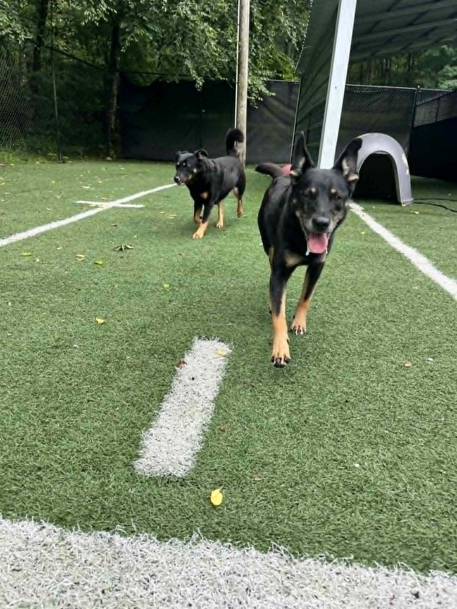 Buffy and Sookie - Bonded Sisters, a ADOPTABLE Mixed Breed in Groton, CT image 5/6