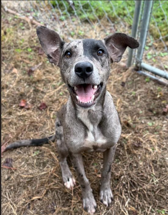 Enlarge Stormy, a Adopted mixed breed in Eutawville, SC image 2/6
