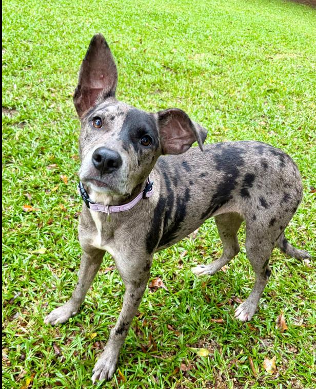 Enlarge Stormy, a Adopted mixed breed in Eutawville, SC image 4/6