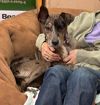 Enlarge Stormy, a Adopted mixed breed in Eutawville, SC image 6/6