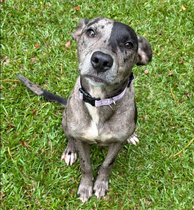 Enlarge Stormy, a Adopted mixed breed in Eutawville, SC image 5/6