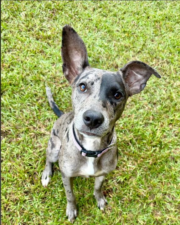 Enlarge Stormy, a Adopted mixed breed in Eutawville, SC image 1/6