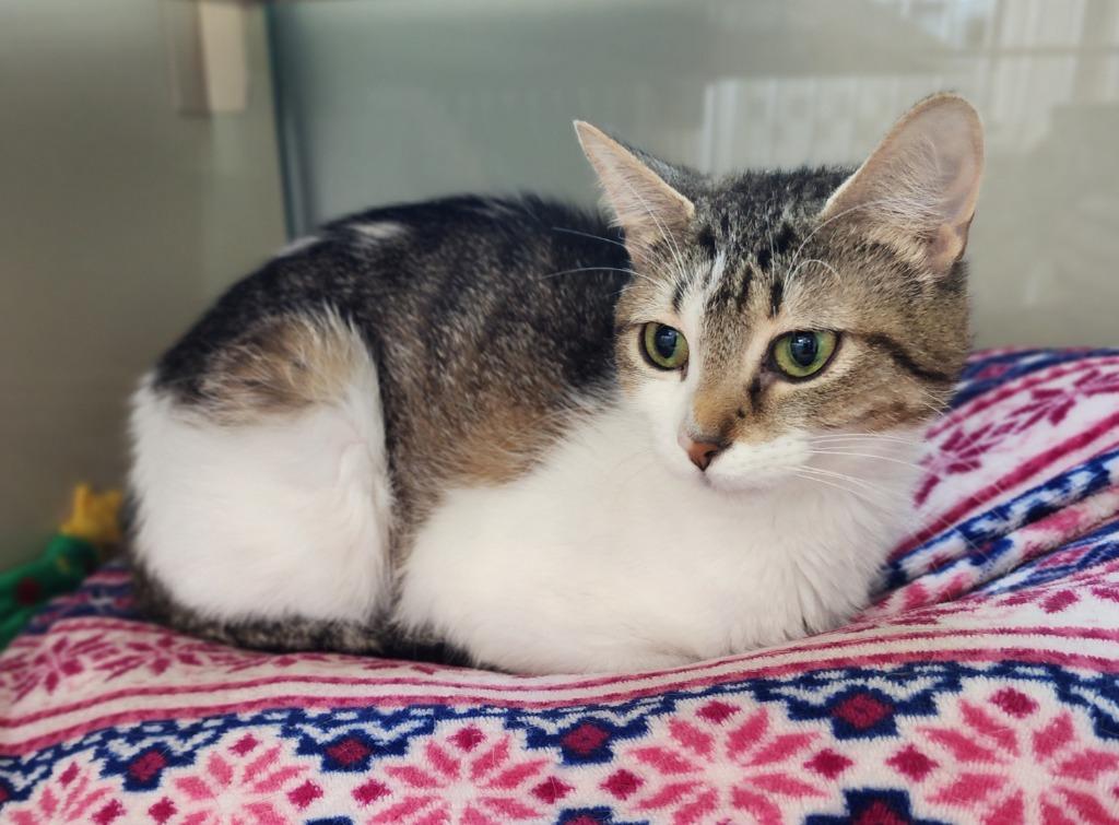 Enlarge Kale, a Adoptable mixed breed in Superior, WI image 1/1