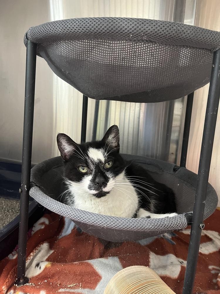 Bloom (26-061 C), Adoptable, Senior Female Domestic Short Hair.