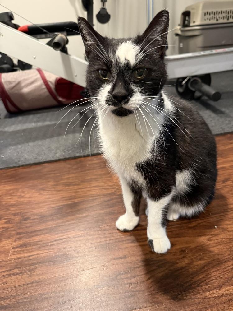 Enlarge Bloom (26-061 C), a Adoptable Domestic Short Hair in Lansing, MI image 2/2