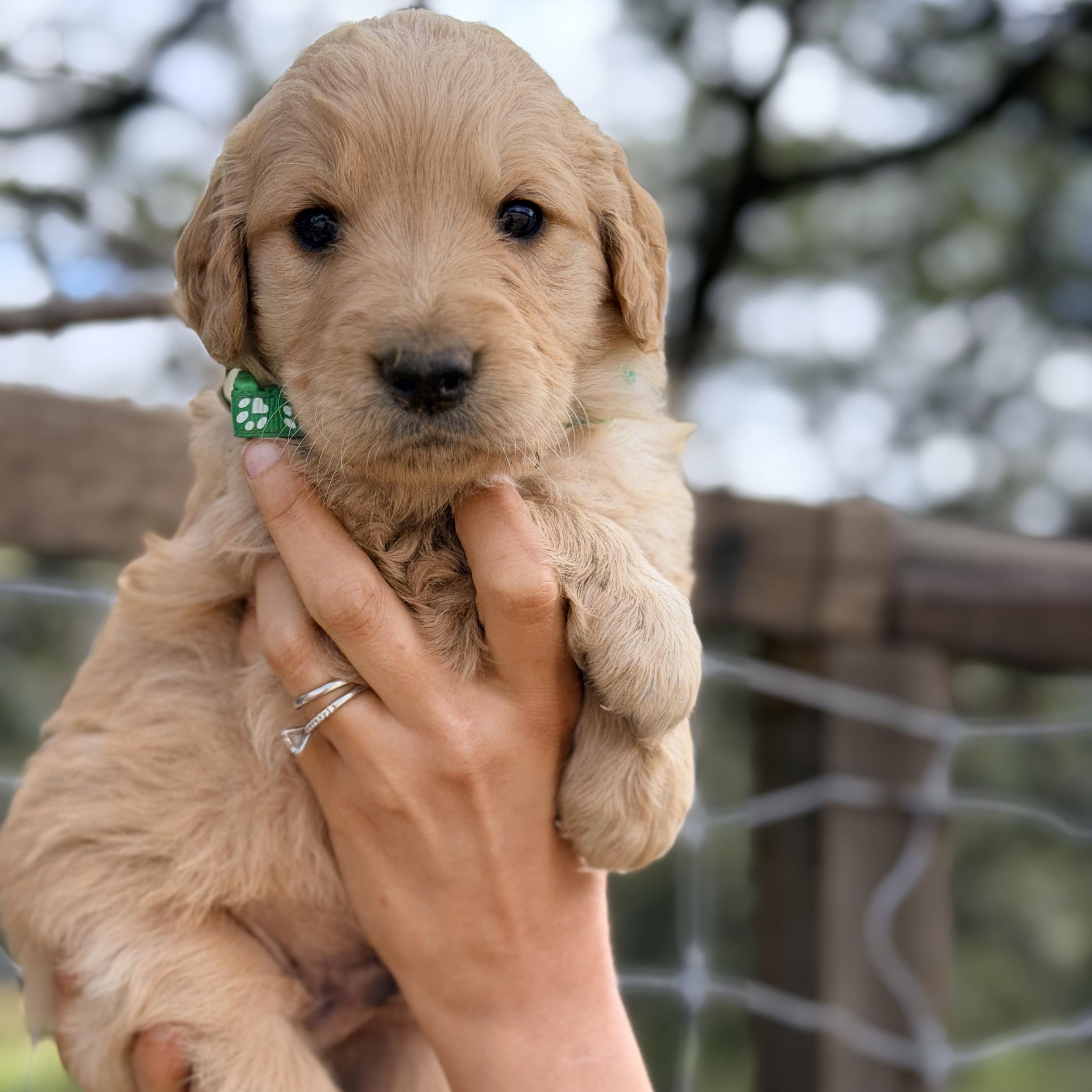 Enlarge Bruno, a Adopted Golden Retriever in Willington, CT image 6/6