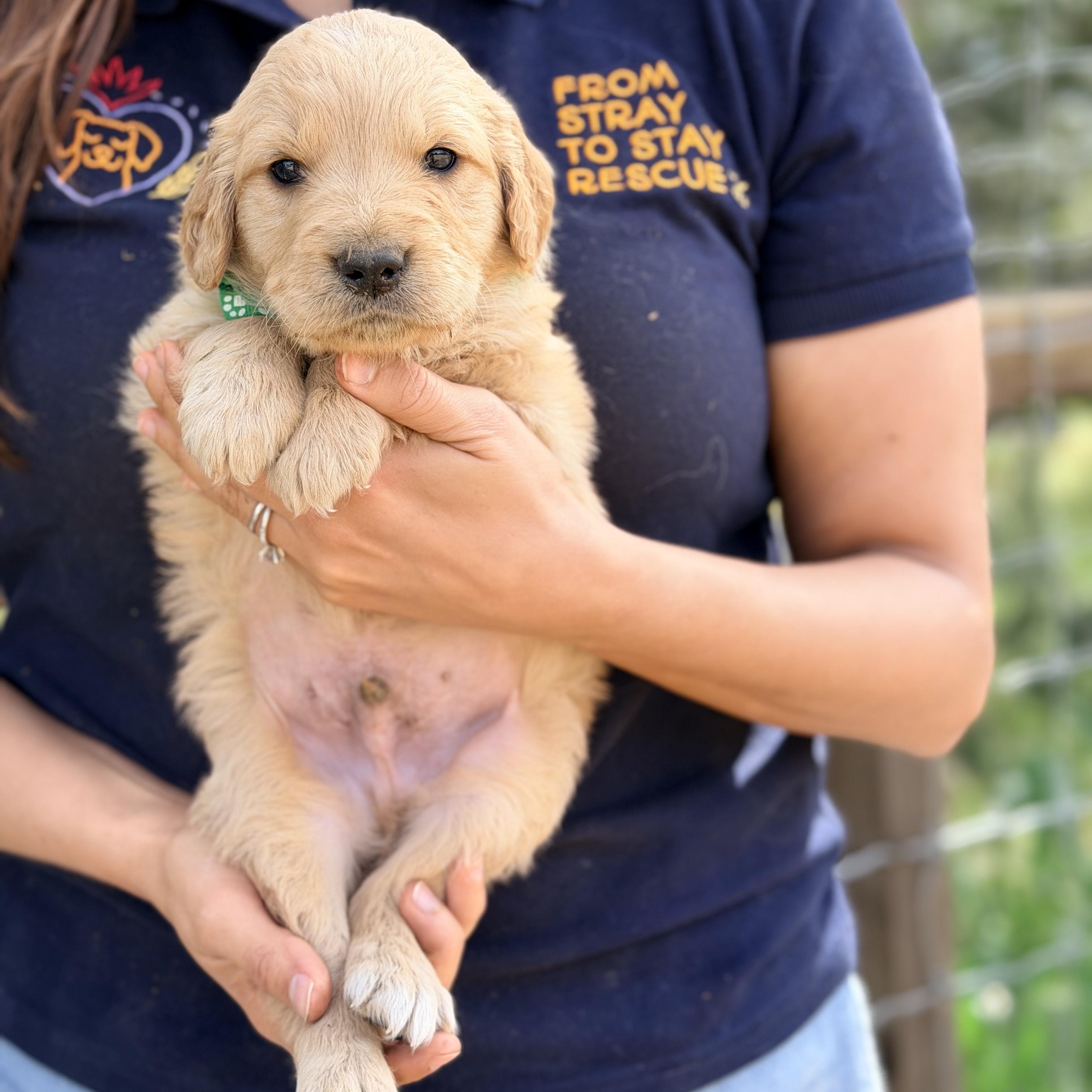 Enlarge Bruno, a Adopted Golden Retriever in Willington, CT image 3/6