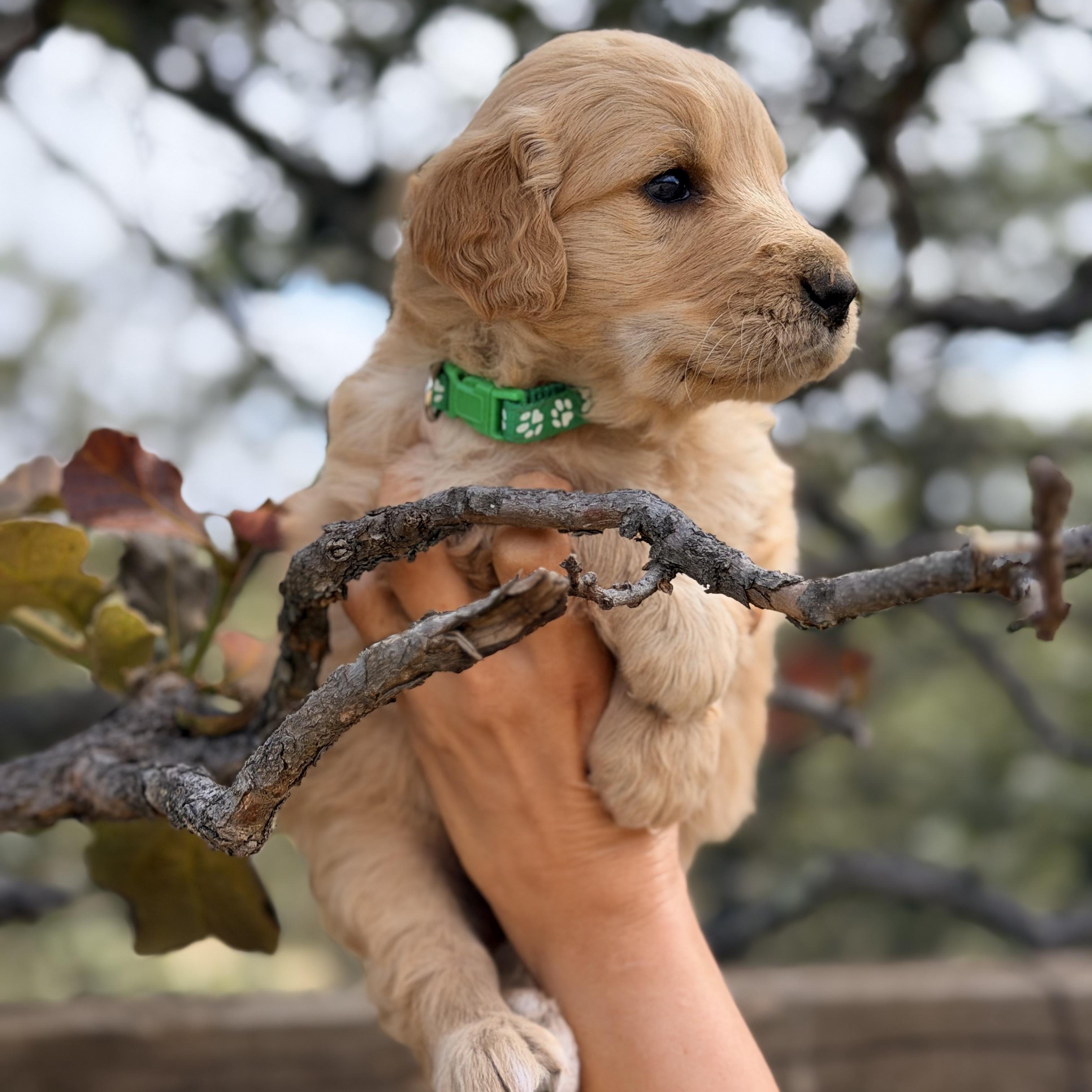 Enlarge Bruno, a Adopted Golden Retriever in Willington, CT image 4/6