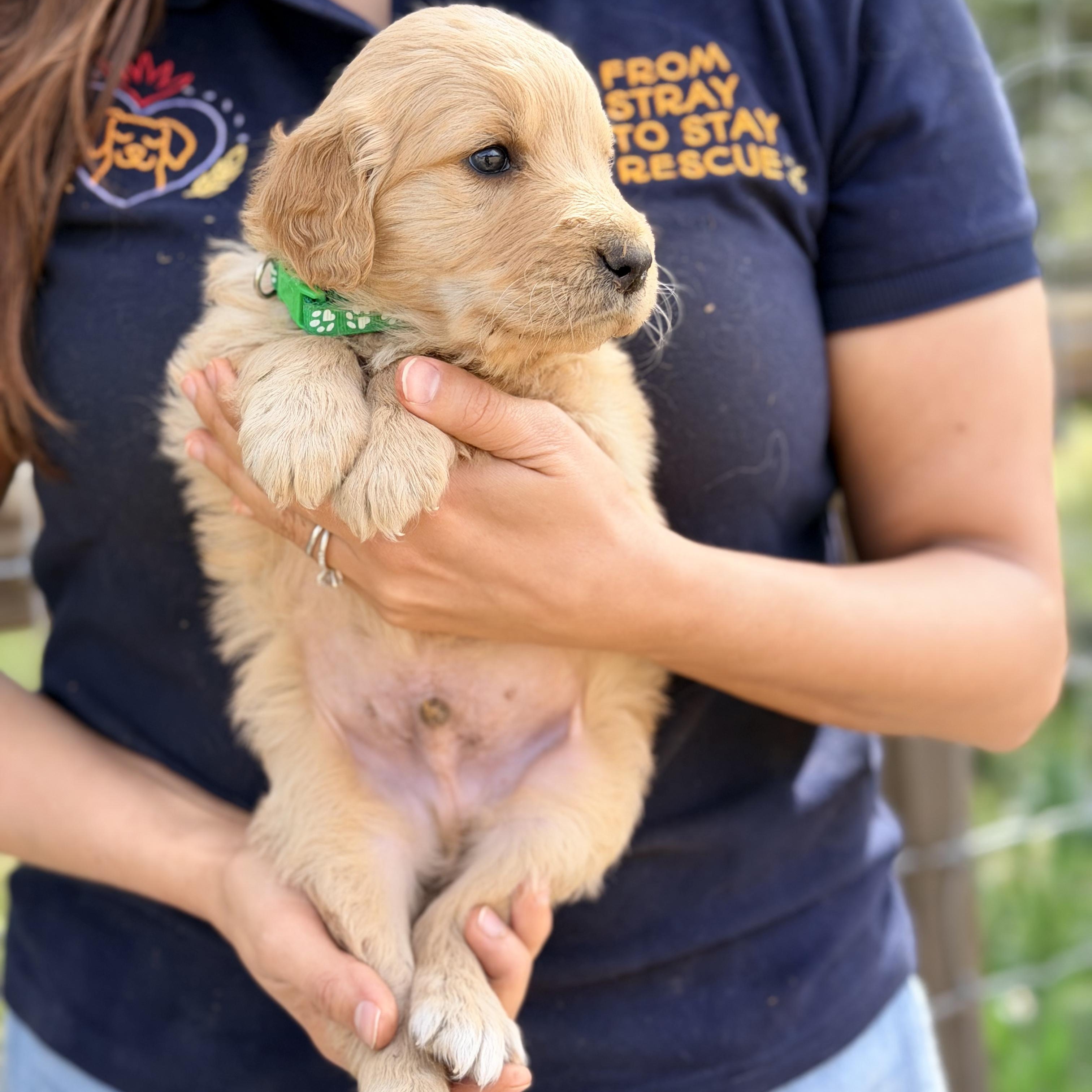 Enlarge Bruno, a Adopted Golden Retriever in Willington, CT image 2/6