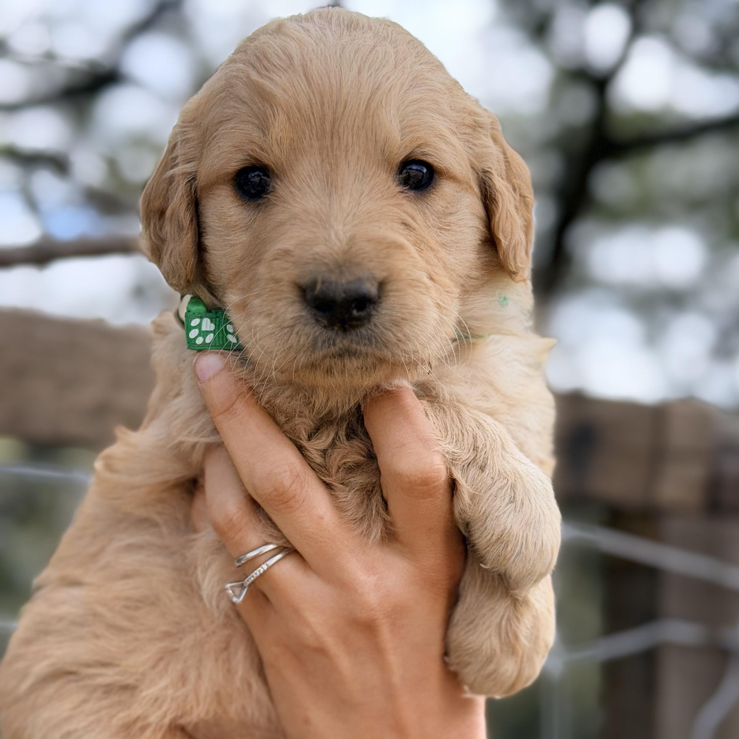 Enlarge Bruno, a Adopted Golden Retriever in Willington, CT image 5/6