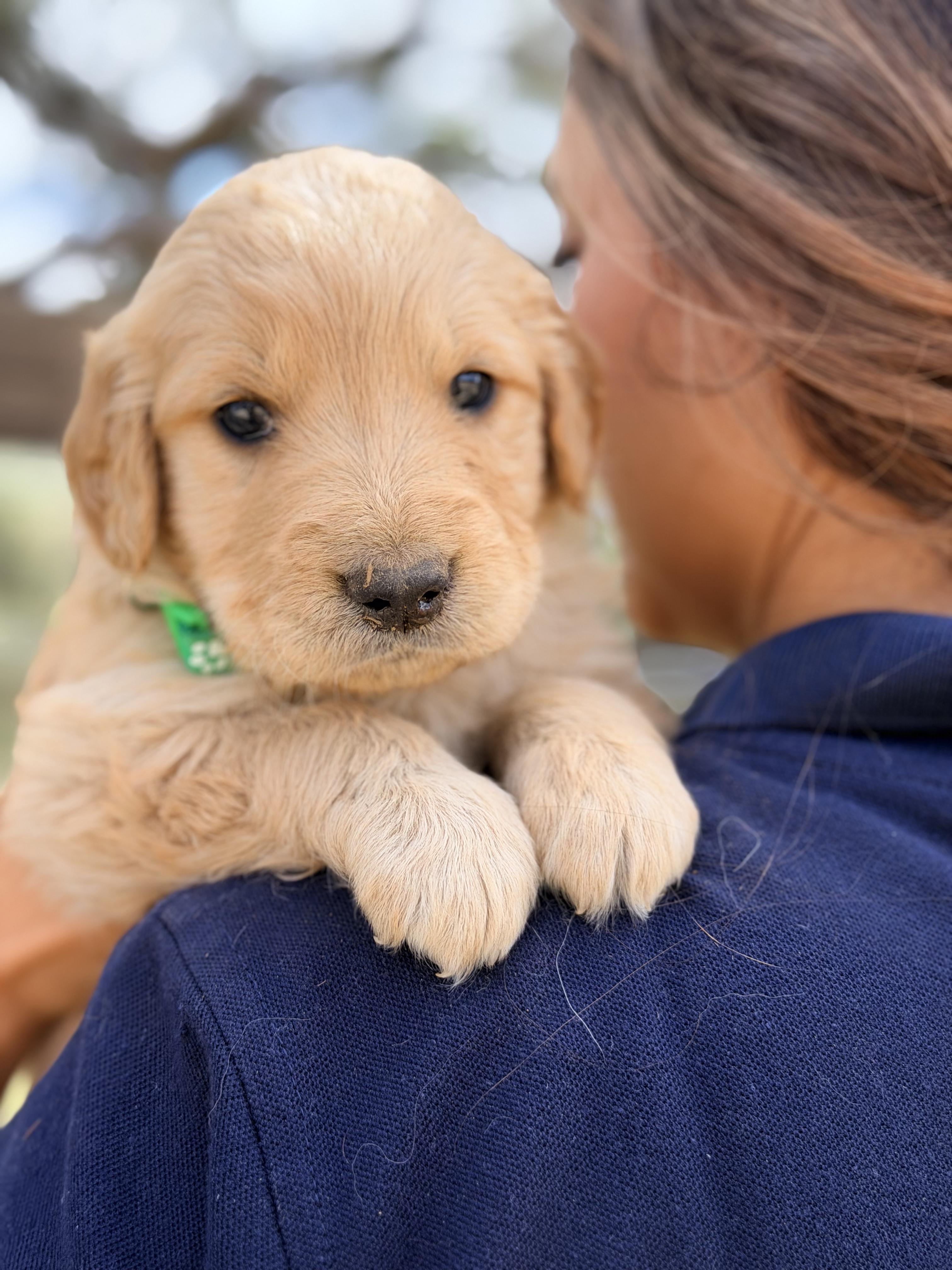 Enlarge Bruno, a Adopted Golden Retriever in Willington, CT image 1/6