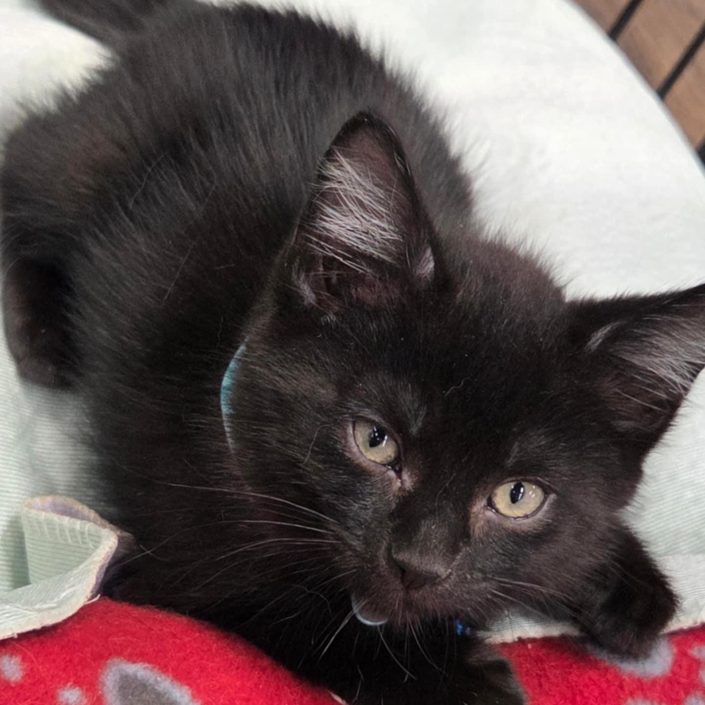 Pre-Adoption: Thanatos