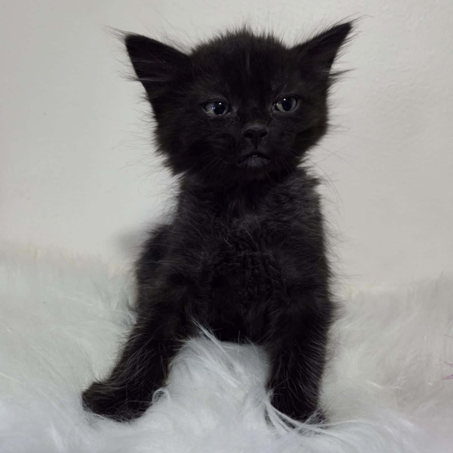 Pre-Adoption: Thanatos photo 2