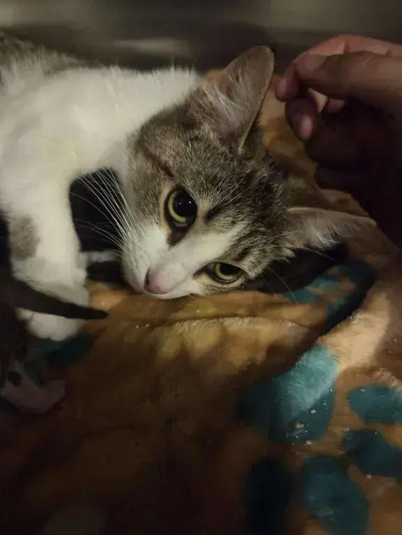 Livia, Adoptable, Adult Female Domestic Short Hair.
