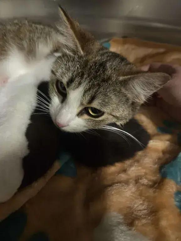 Enlarge Livia, a Adoptable mixed breed in Grand Rapids, MI image 3/6