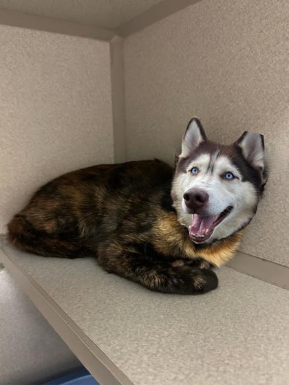 Enlarge Pumpernickel, a Adoptable mixed breed in Quakertown, PA image 1/2