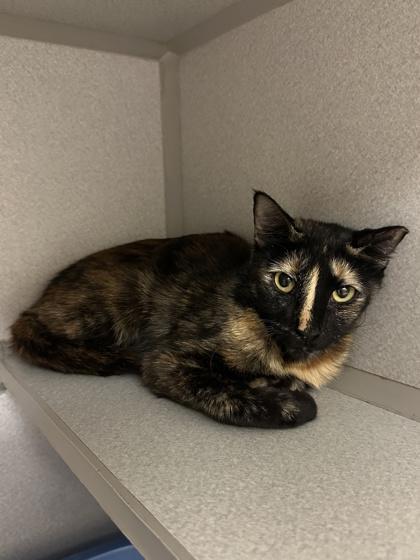 Enlarge Pumpernickel, a Adoptable mixed breed in Quakertown, PA image 2/2