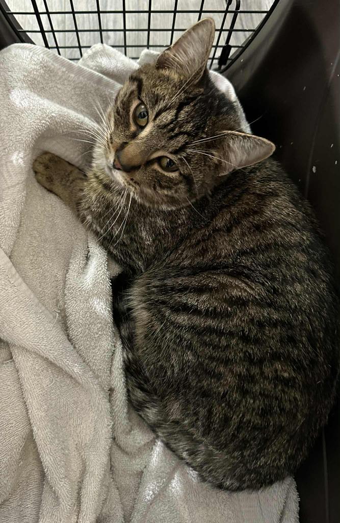 Jingle, Adoptable, Adult Male Domestic Short Hair.