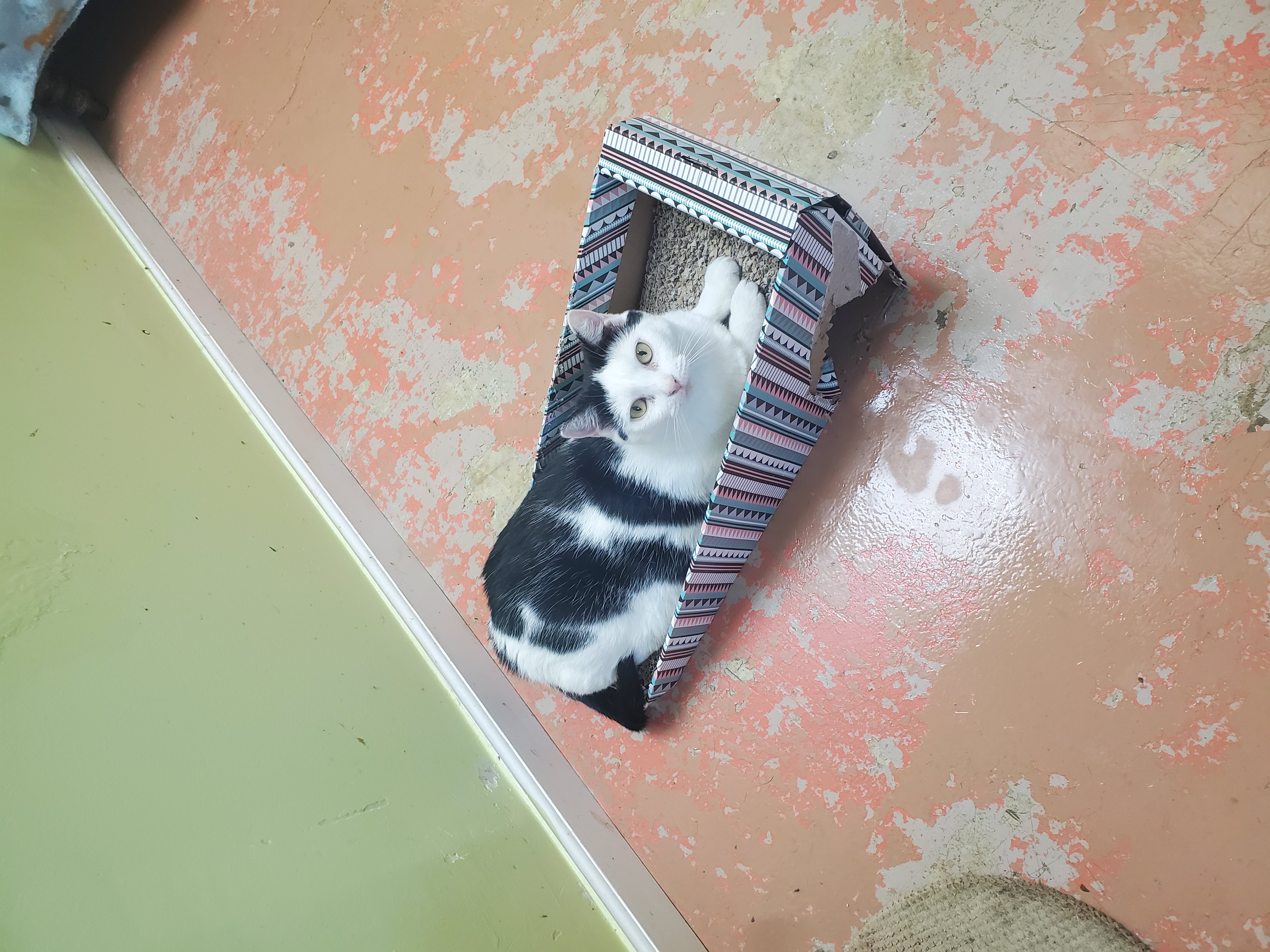 Enlarge Don't Touch Me, a Adoptable American Shorthair in Southaven , MS image 1/5