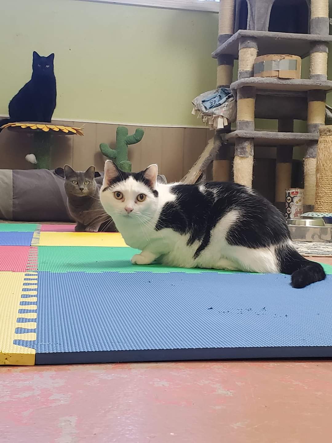 Enlarge Don't Touch Me, a Adoptable American Shorthair in Southaven , MS image 4/5