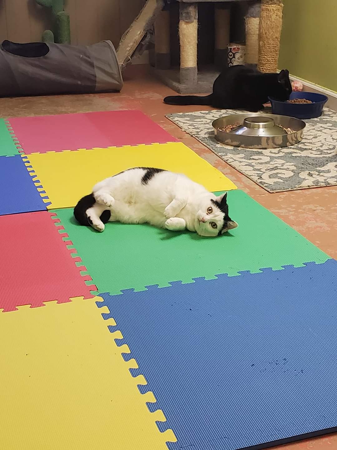 Enlarge Don't Touch Me, a Adoptable American Shorthair in Southaven , MS image 3/5