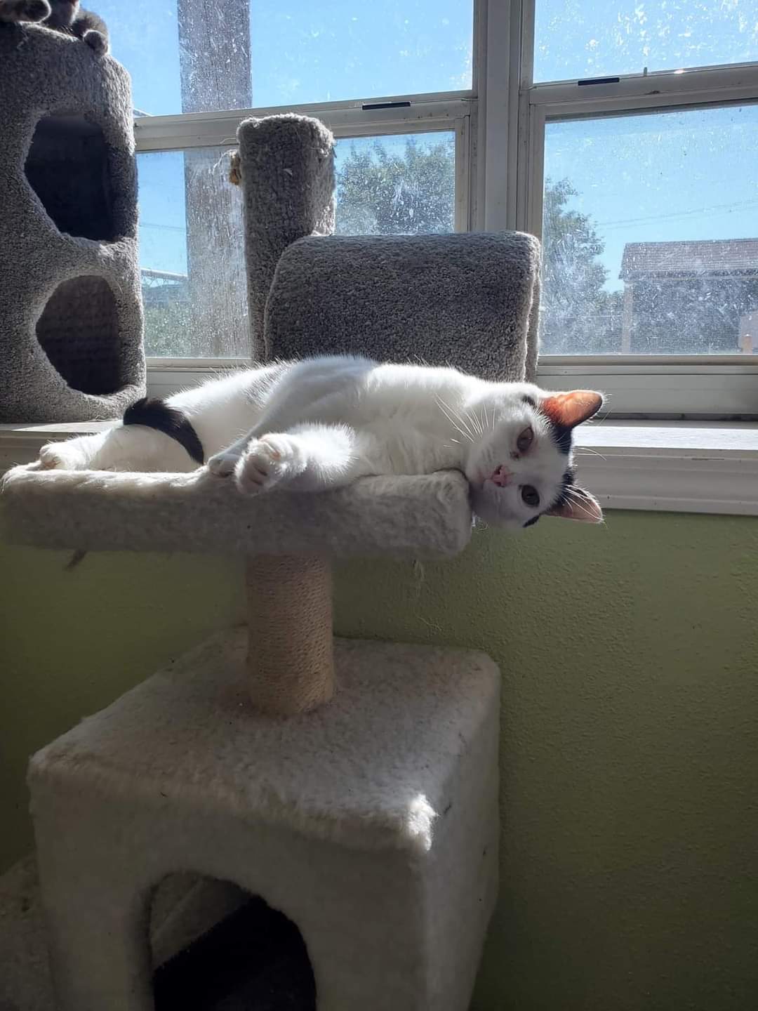 Enlarge Don't Touch Me, a Adoptable American Shorthair in Southaven , MS image 2/5