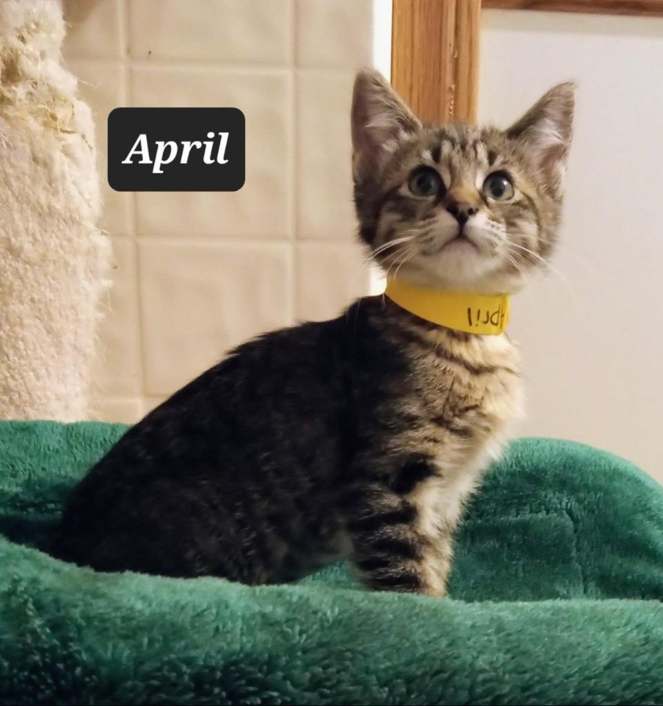 Enlarge April, a Adoptable mixed breed in Buffalo, MO image 1/1