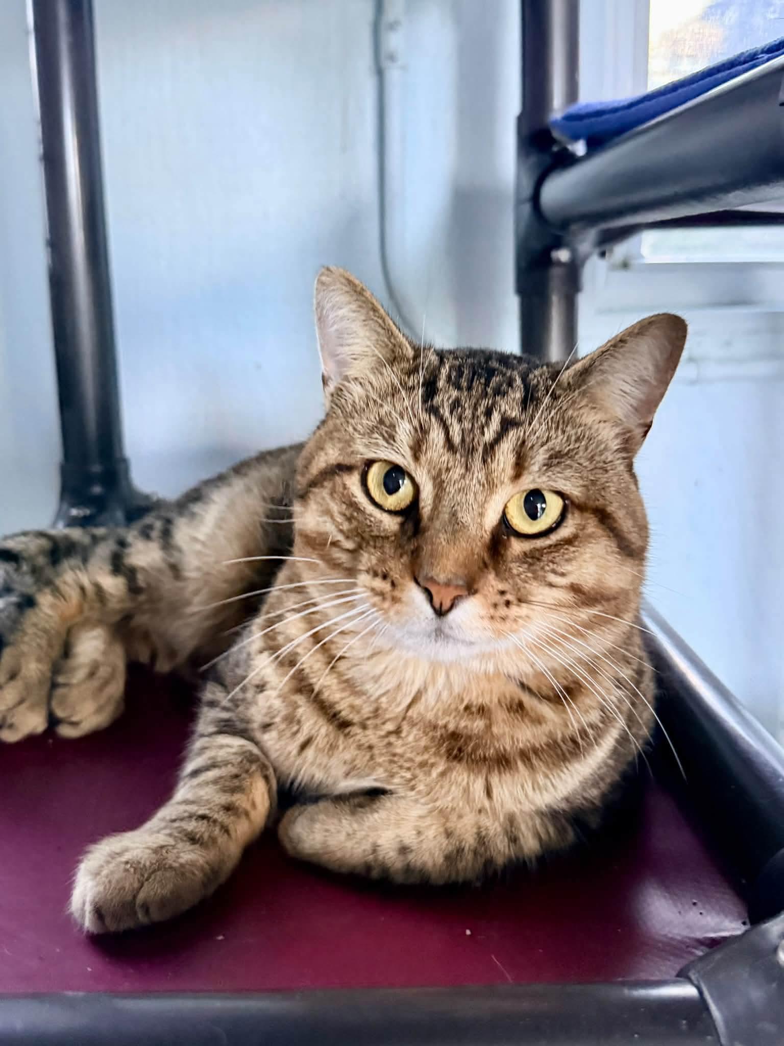 Affecionate Calbot, Adoptable, Young Male Domestic Short Hair.