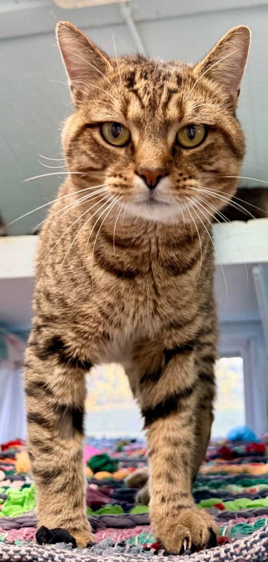 Enlarge Affecionate Calbot, a Adoptable Domestic Short Hair in Coatesville, PA image 2/2