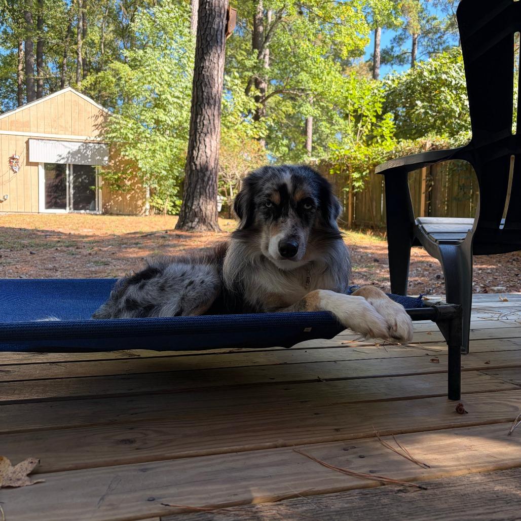 Enlarge Falcon, a Adoptable Australian Shepherd in Raleigh, NC image 1/4