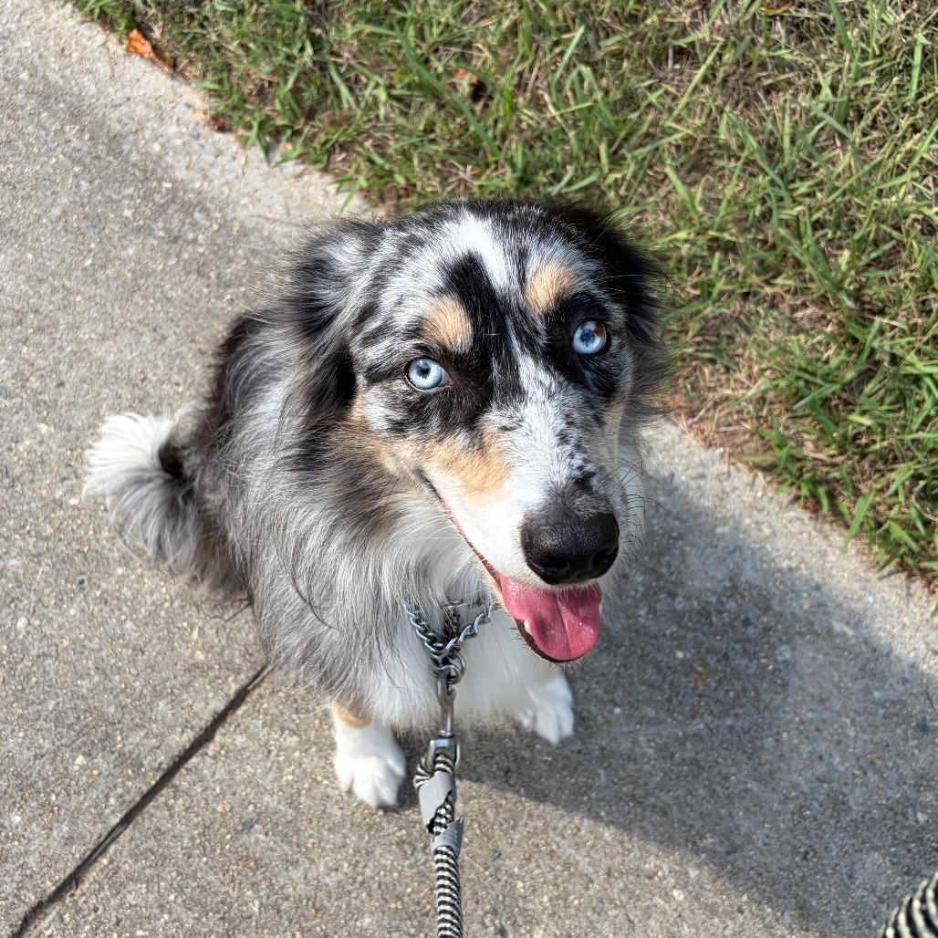 Enlarge Falcon, a Adoptable Australian Shepherd in Raleigh, NC image 2/4
