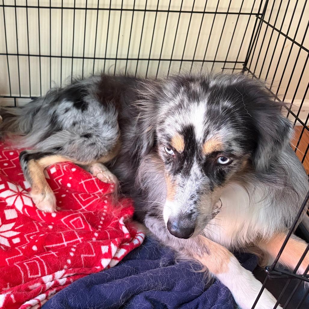 Enlarge Falcon, a Adoptable Australian Shepherd in Raleigh, NC image 3/4