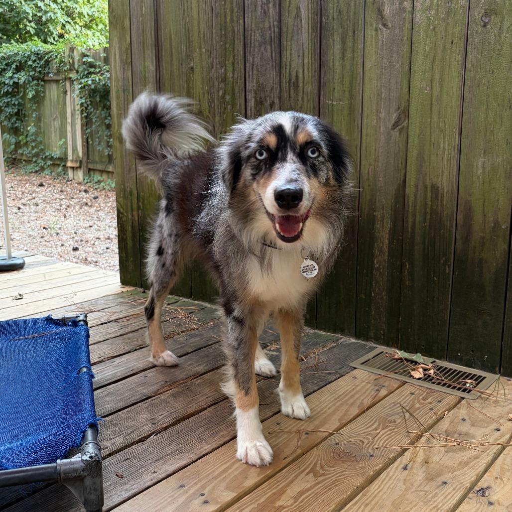 Enlarge Falcon, a Adoptable Australian Shepherd in Raleigh, NC image 4/4