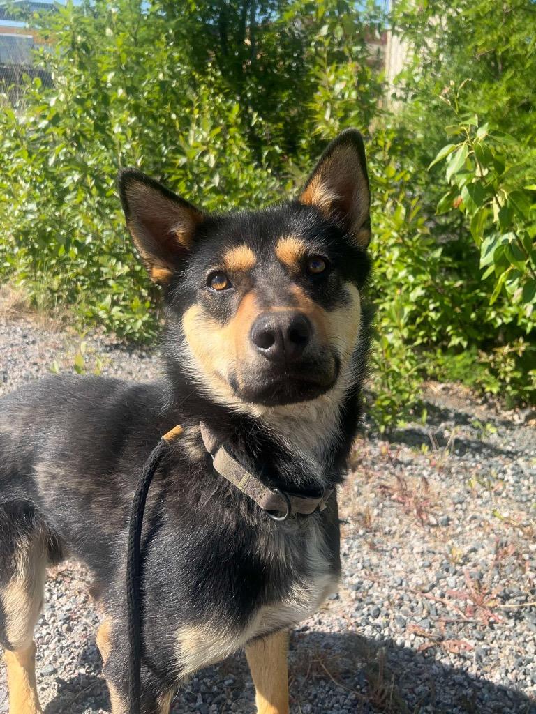 Guppy, Adoptable, Young Male Shepherd & Husky.