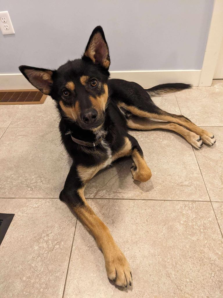 Guppy, Adoptable, Adult Male Shepherd & Husky.