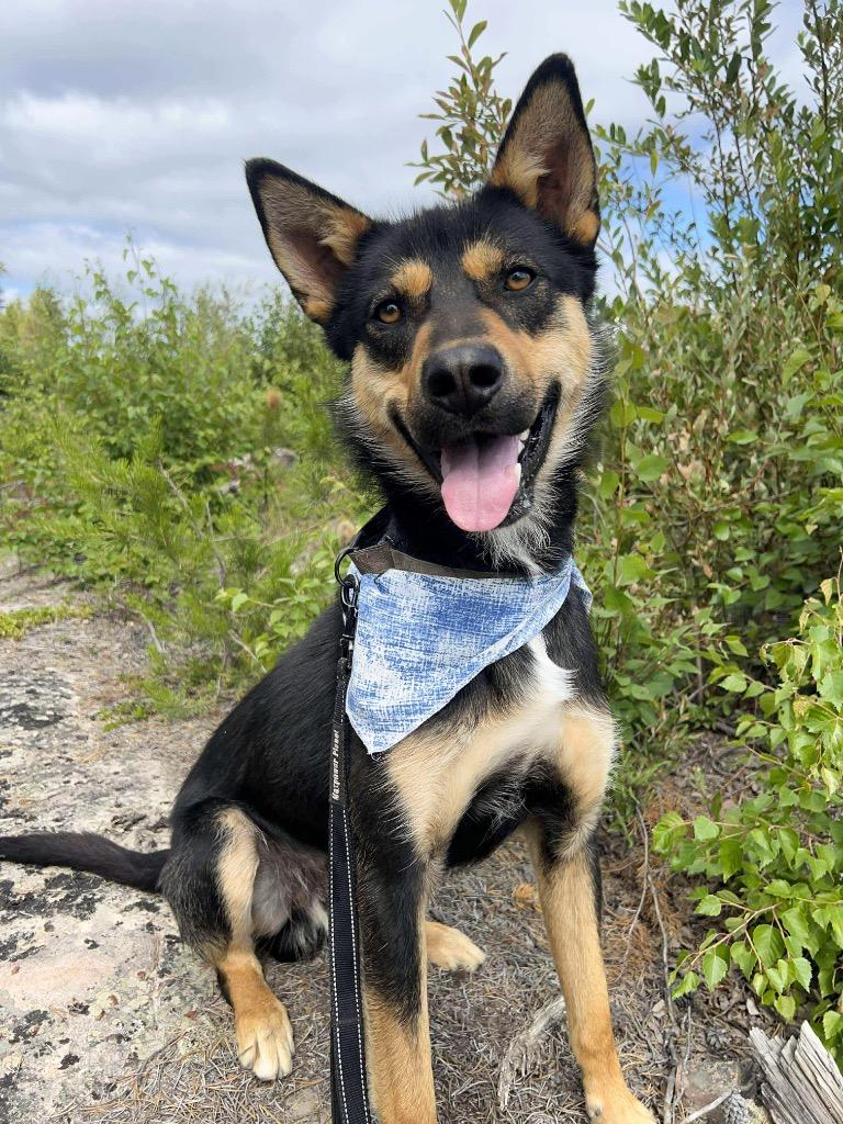 Enlarge Guppy, a Adoptable mixed breed in Yellowknife, NT image 2/4