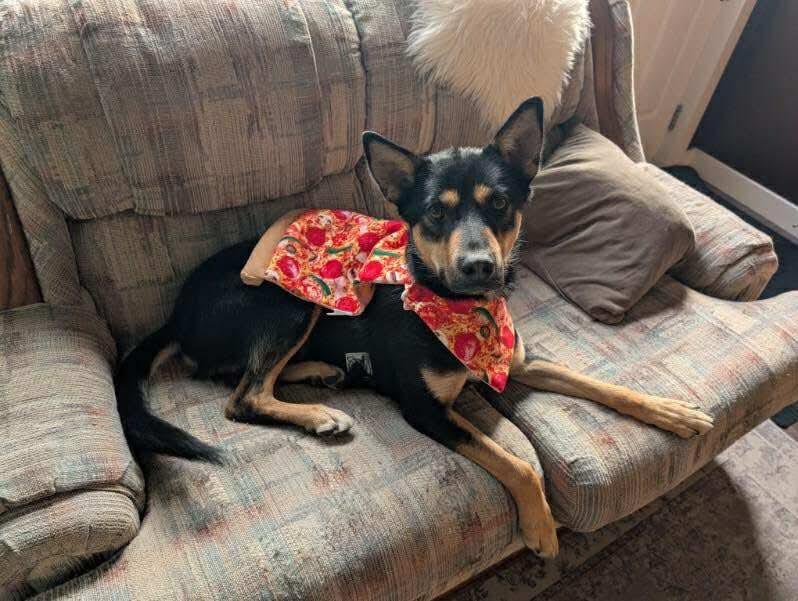 Guppy, a Adoptable mixed breed in Yellowknife, NT image 2/6