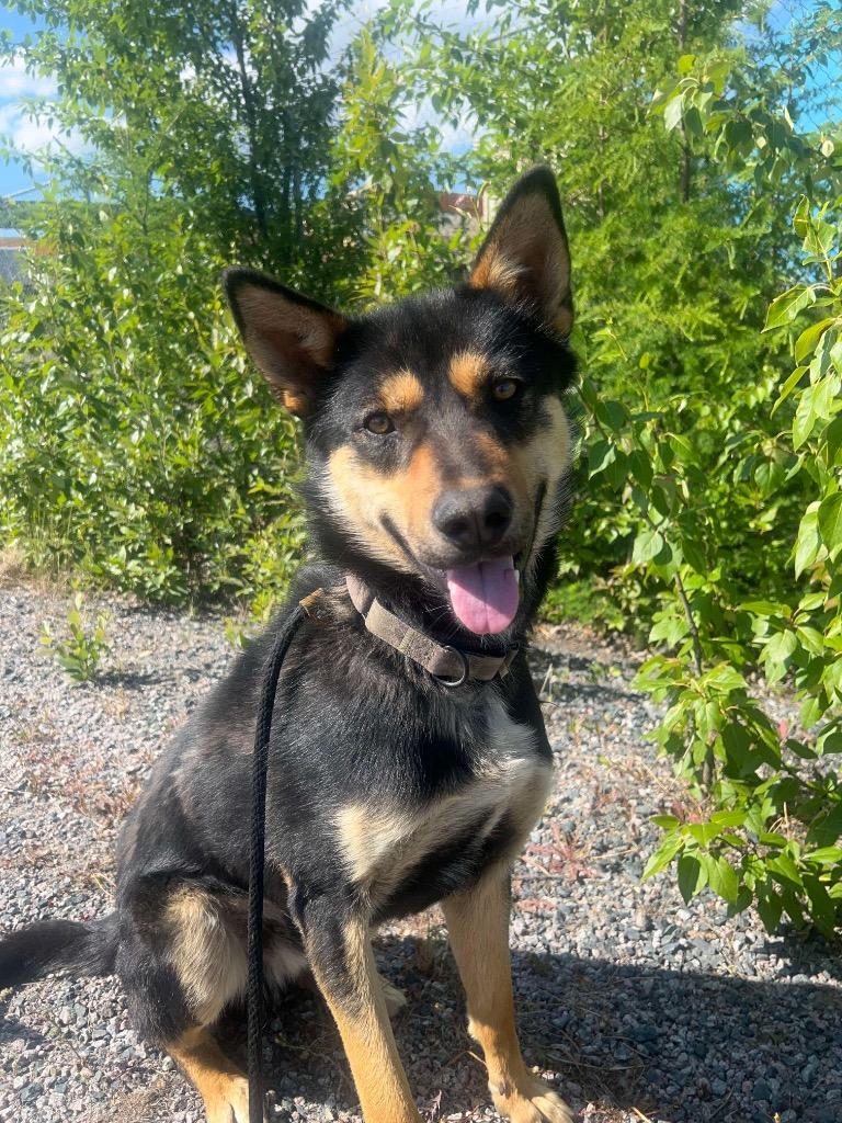 Enlarge Guppy, a Adoptable mixed breed in Yellowknife, NT image 3/4