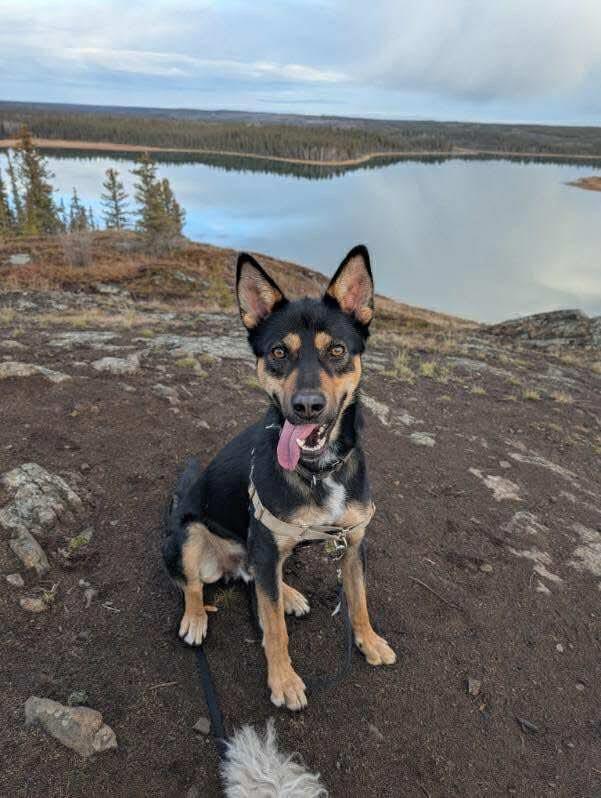 Guppy, a Adoptable mixed breed in Yellowknife, NT image 3/6