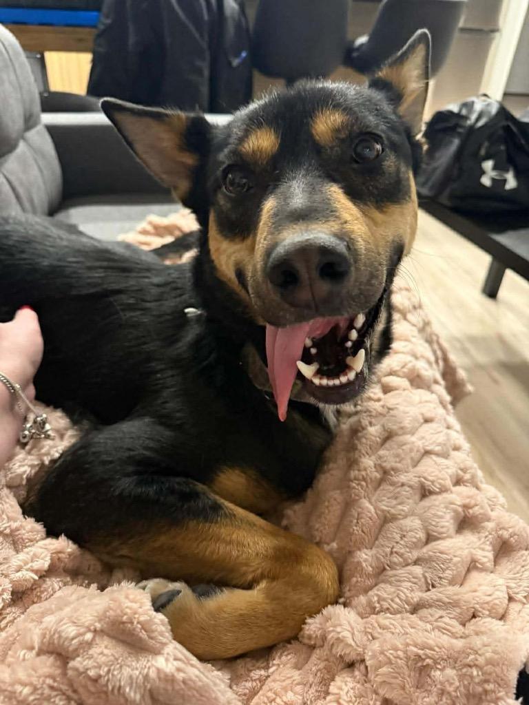 Guppy, a Adoptable mixed breed in Yellowknife, NT image 4/6