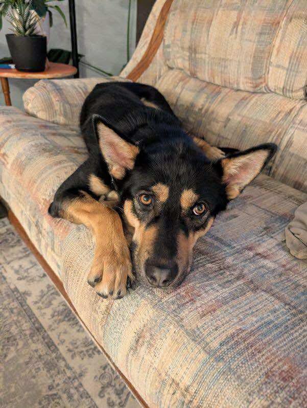 Guppy, a Adoptable mixed breed in Yellowknife, NT image 6/6