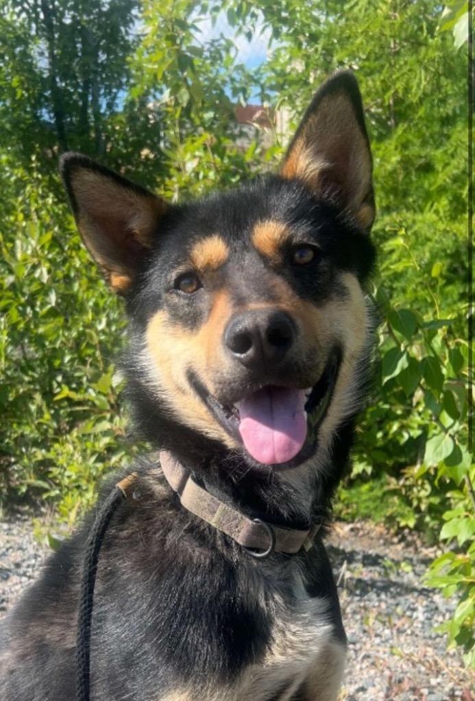 Enlarge Guppy, a Adoptable mixed breed in Yellowknife, NT image 4/4