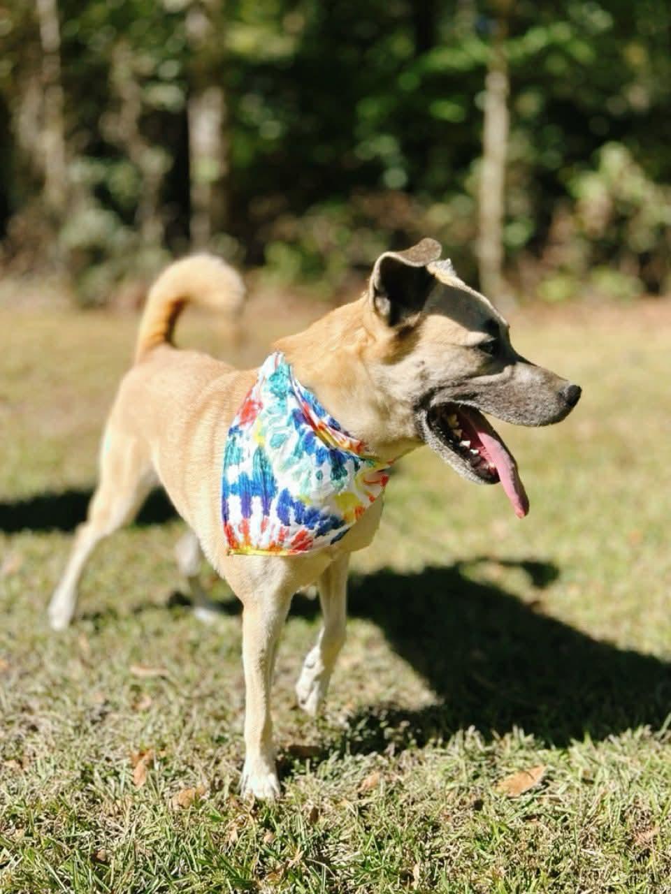 Sunny, a Adoptable Shepherd in Carthage, MS image 3/6