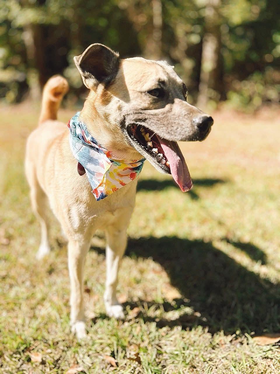 Sunny, a Adoptable Shepherd in Carthage, MS image 2/6
