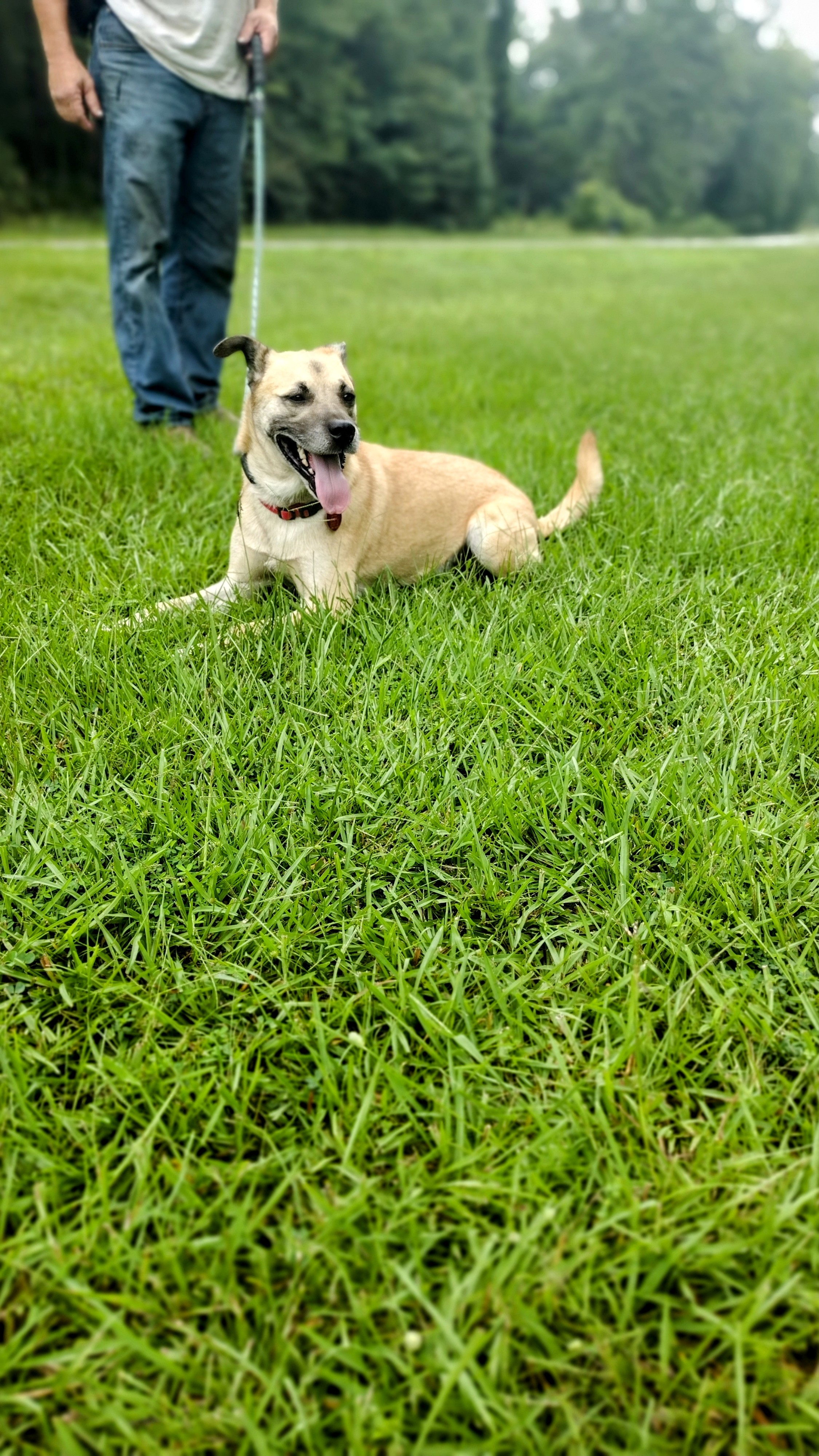 Sunny, a Adoptable Shepherd in Carthage, MS image 5/6