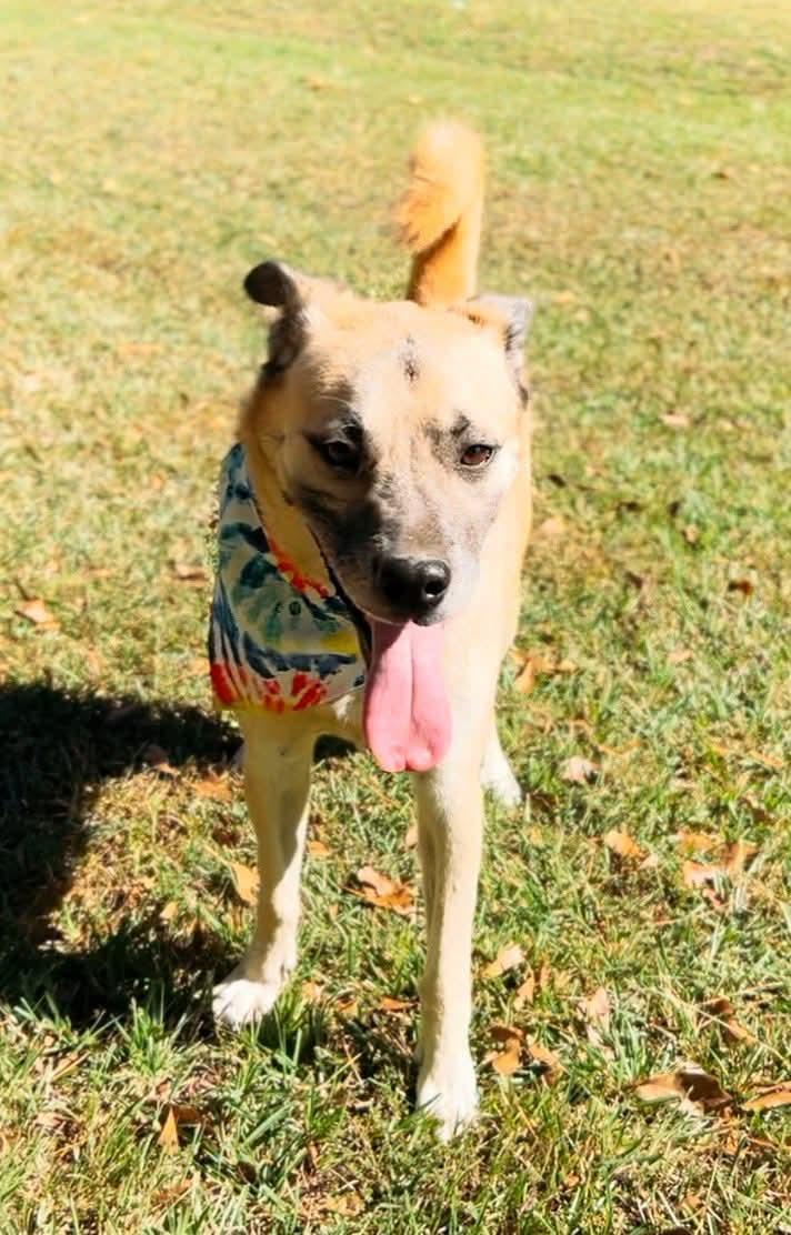 Sunny, a Adoptable Shepherd in Carthage, MS image 1/6