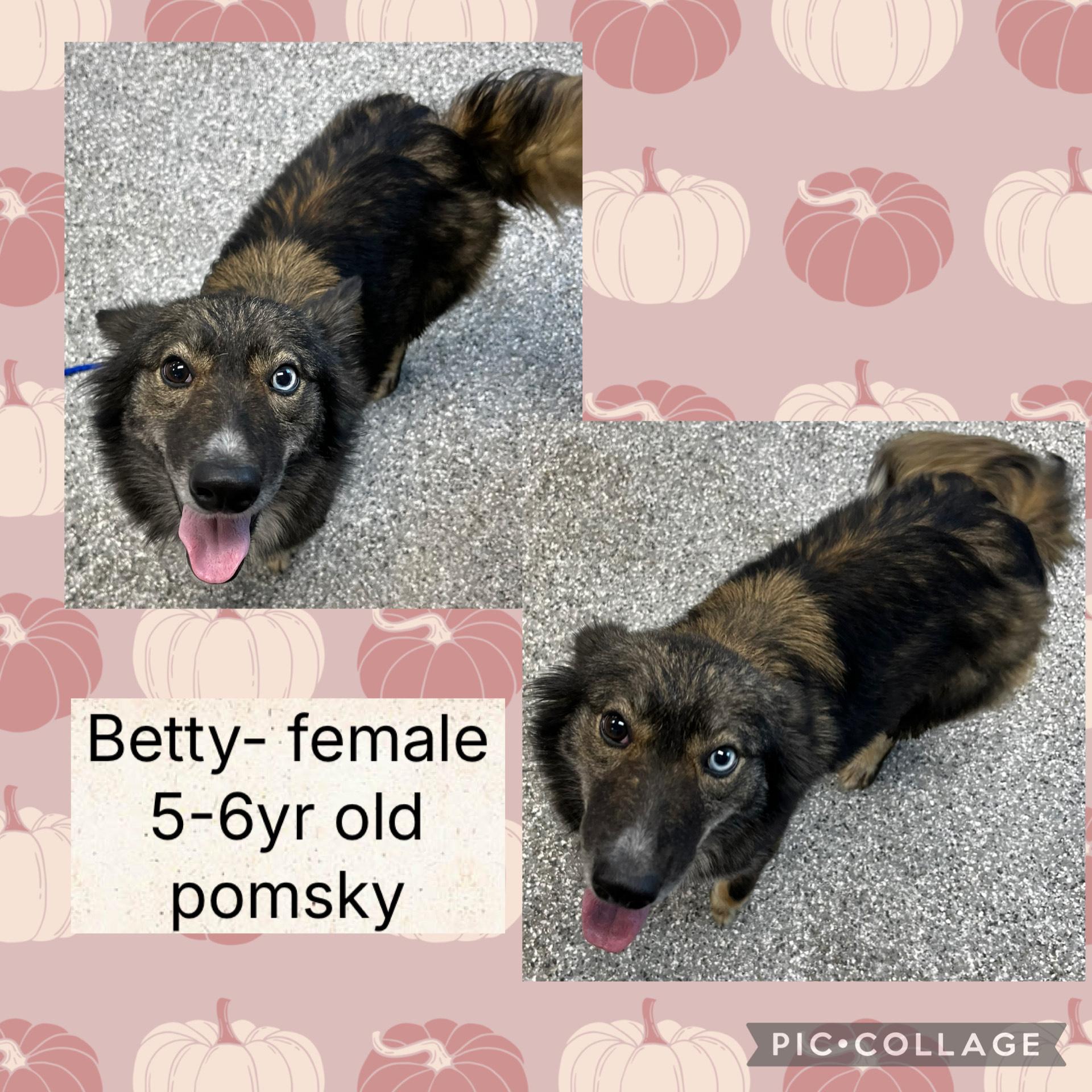Betty, an adoptable Pomsky in Bryan, OH, 43506 | Photo Image 1