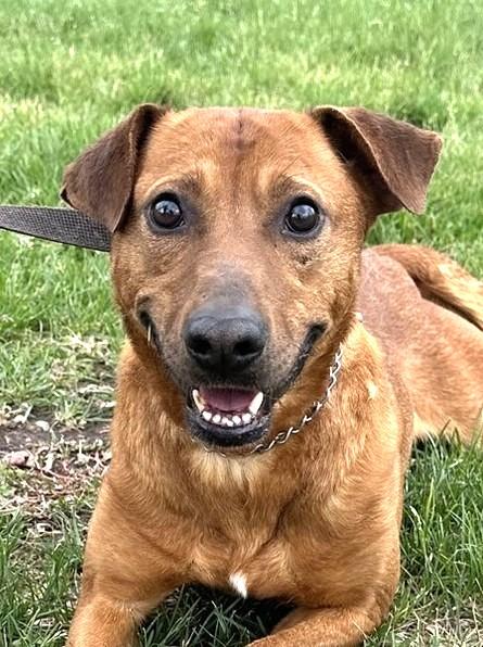 Dylan, an adoptable Hound in Hastings, NE, 68901 | Photo Image 1
