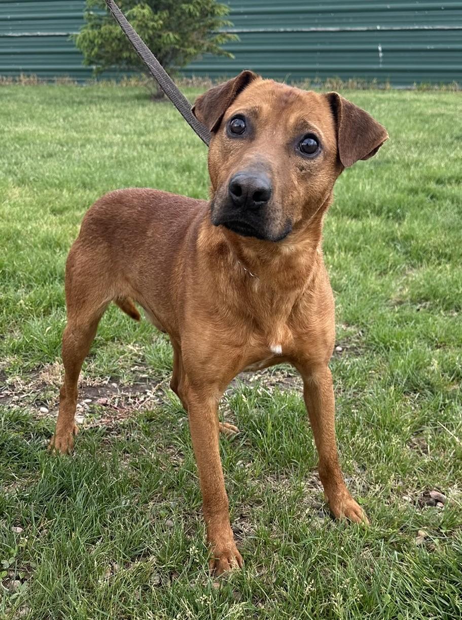 Dylan, a Adoptable mixed breed in Hastings, NE image 2/3